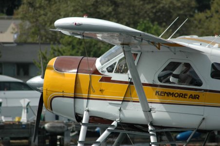 beaver3.jpg
