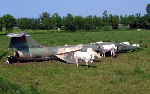 104_cows.jpg