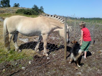 Hest_08_.jpg