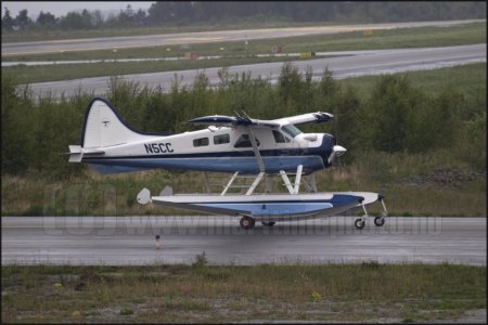 beaver_4259.jpg
