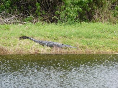 Alligator.jpg