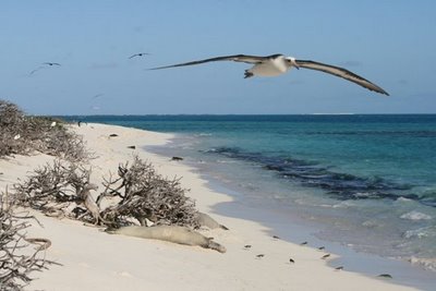 Monk_Seals_&_albatross.JPG