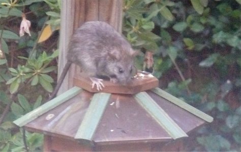 opossum.jpg