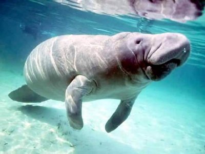 seacow.jpg