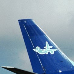 bluetail.jpg