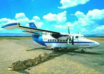 LionsPlane1.jpg