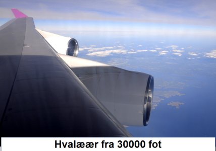 Hvalæær.jpg