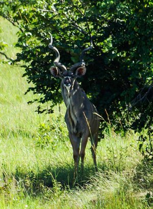 Kudu.jpg