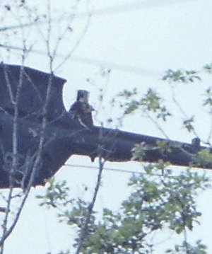 b3.jpg