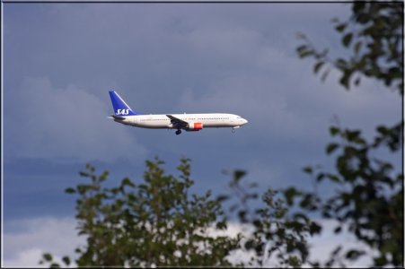 sas-skog.jpg