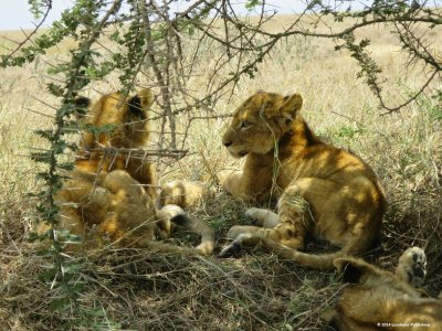 serengeti.jpg
