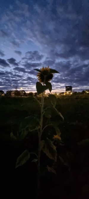 20220908_053754.jpg