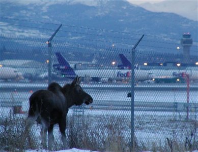 moose.jpg