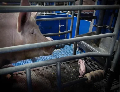 Screenshot 2026-01-21 134910.webp Screenshot 2026-01-21 134910.webp