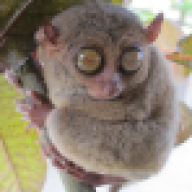 robertaas