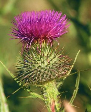 thistle.jpg