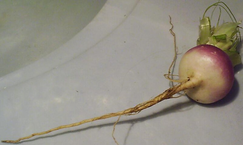 800px-Turnip.JPG