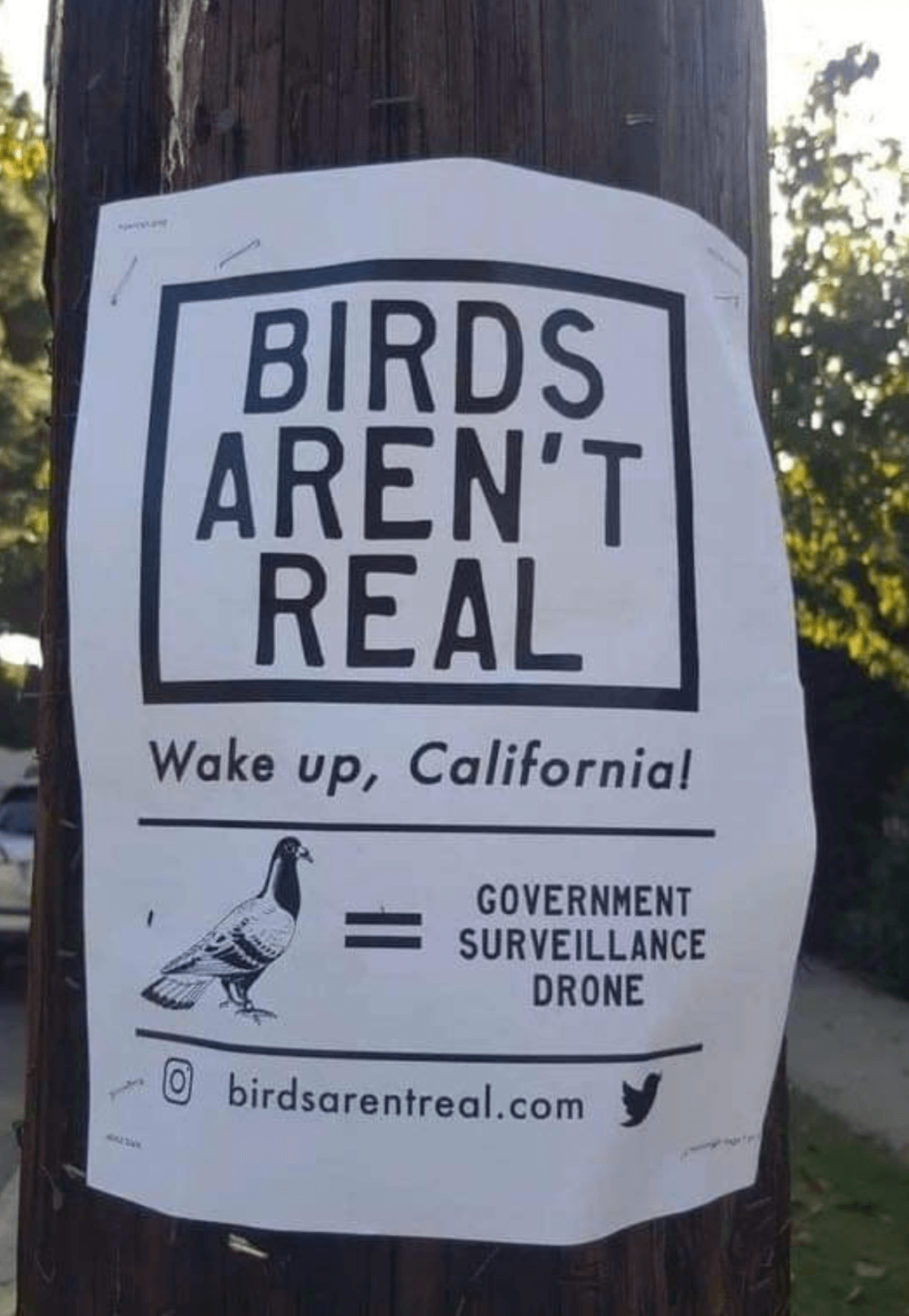 birds-arent-real.png