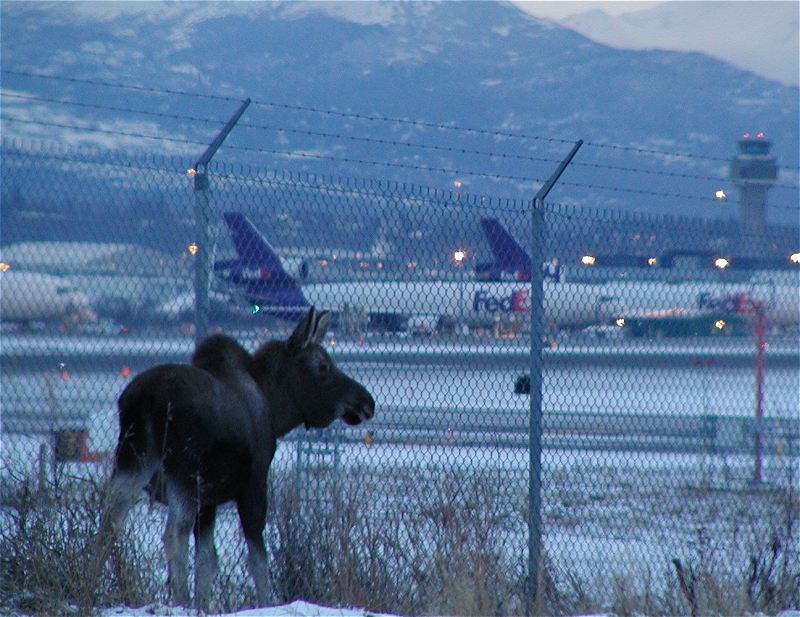 moose.jpg