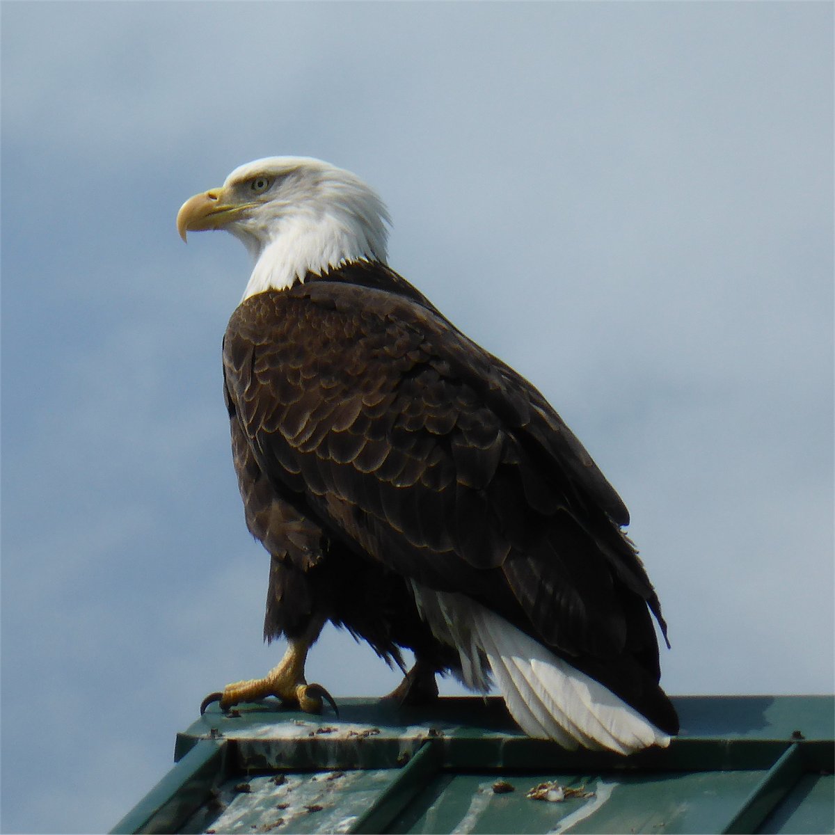 eagle.jpg