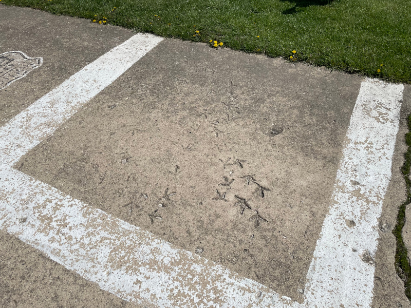 04-Turkeytracks2.jpg