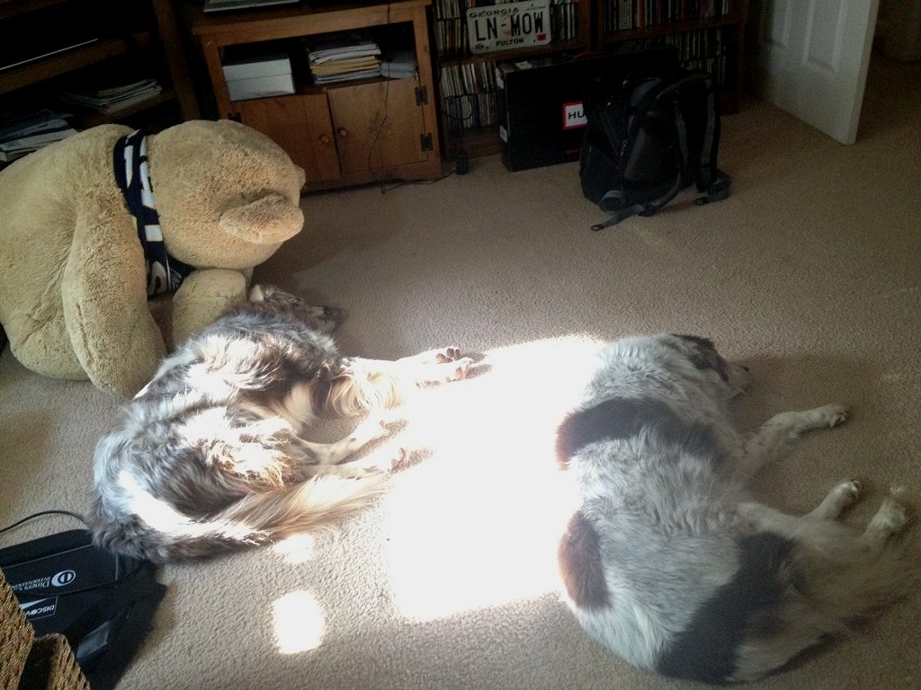 dogs.JPG