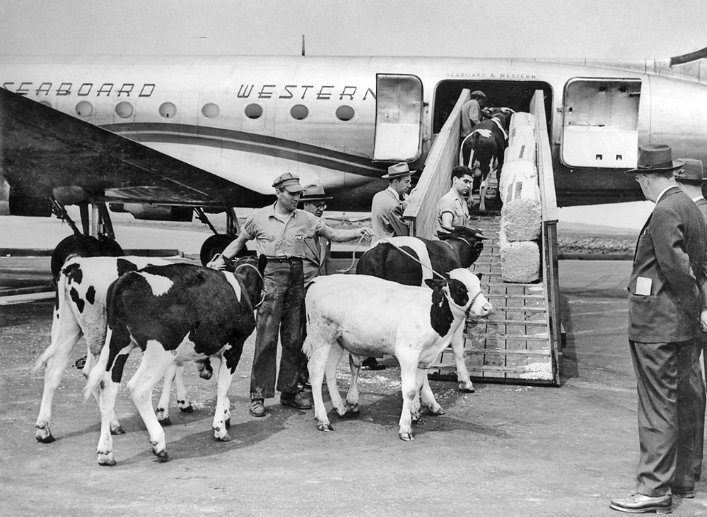 cows.jpg