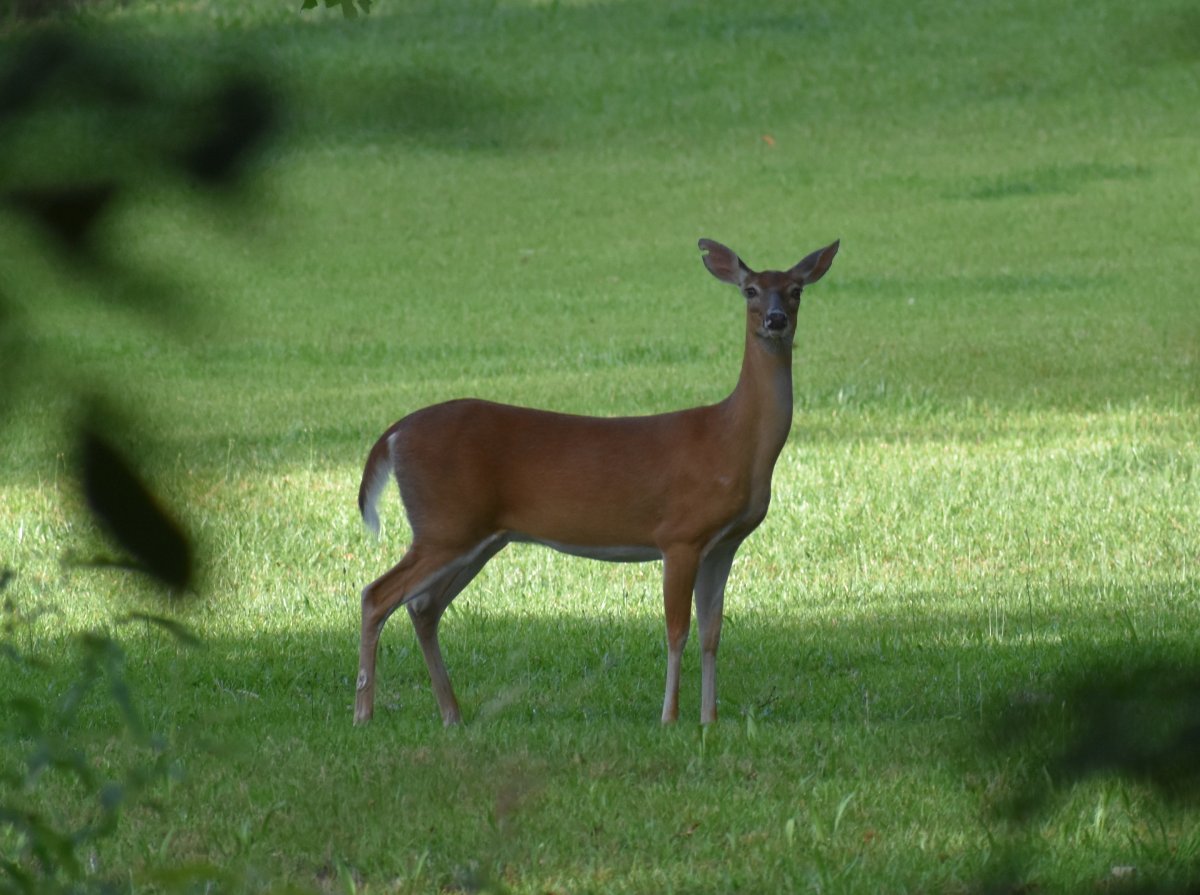 deer.jpg